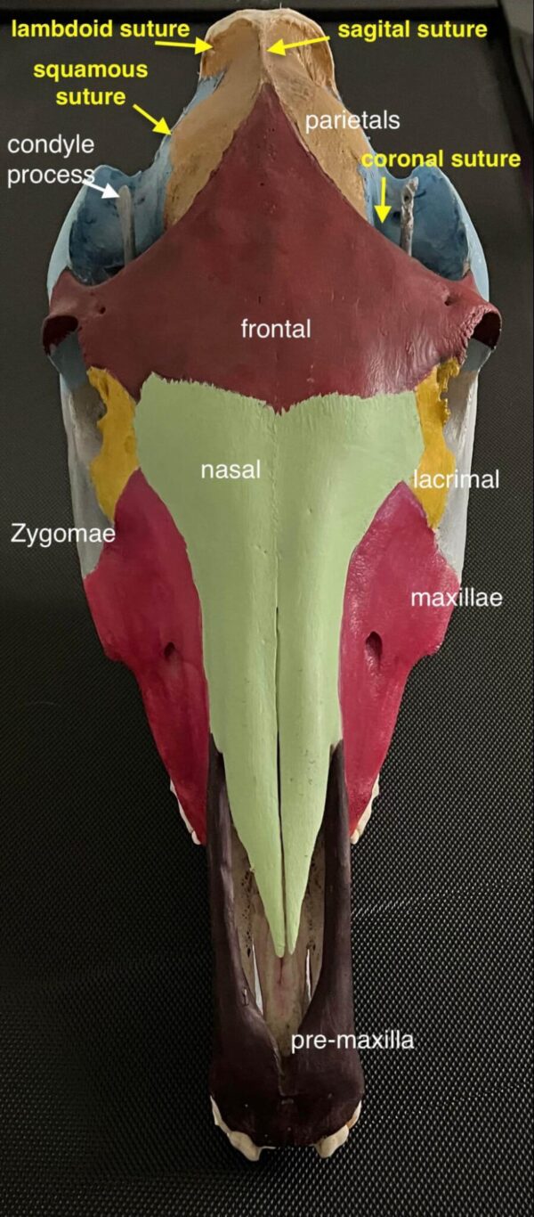 Frontal view of a horse's skull