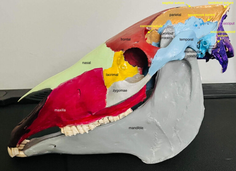 Side view of a horse’s skull