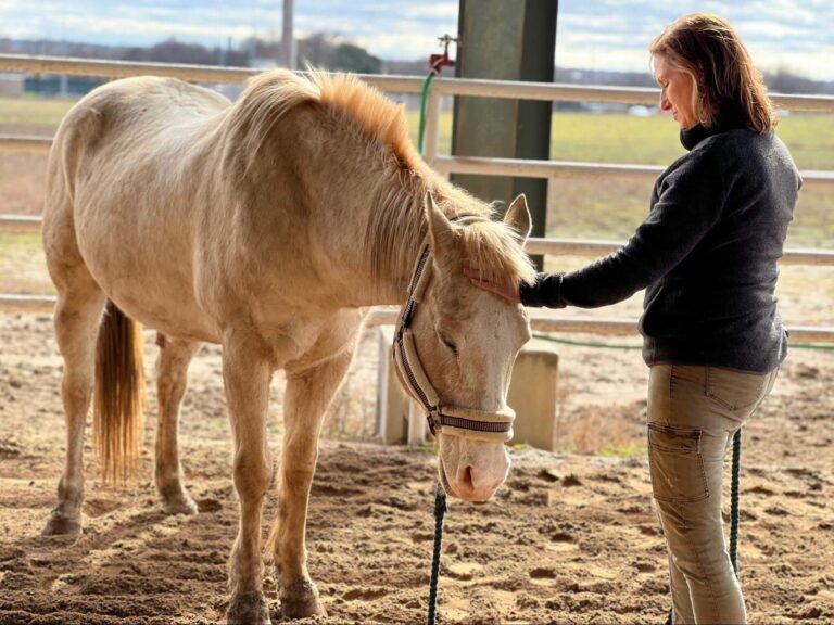 Student practicing Equine Craniosacral contacts